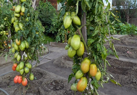 Tomate milagroso Podsinsky em terreno aberto