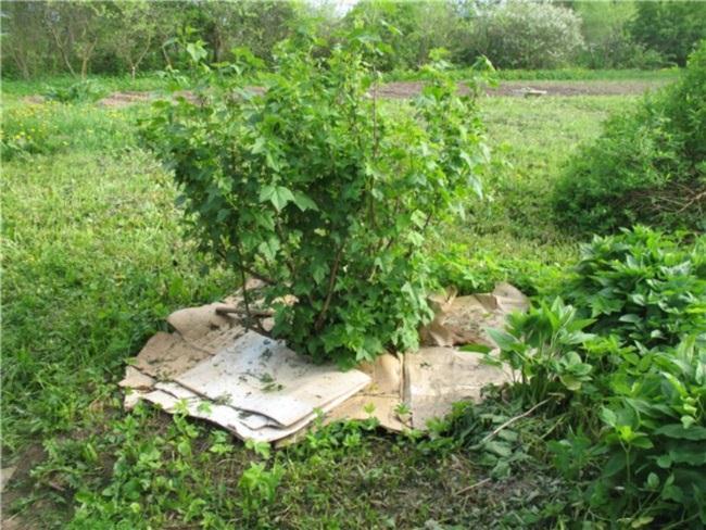 currant pruning