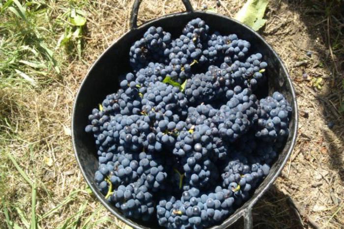 mga ubas ng cabernet sauvignon