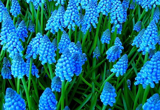 jemně modré muscari 