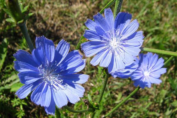 karaniwang chicory 