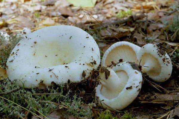 white milk mushroom 