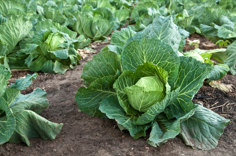 Kohl im Garten