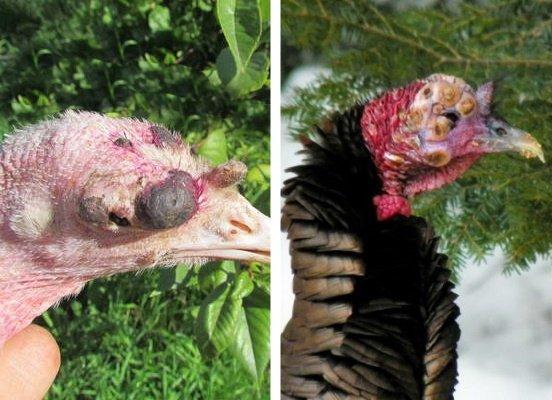 turkey diseases