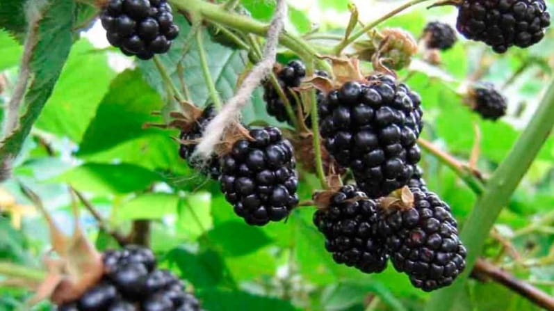 blackberry variety Thornfree