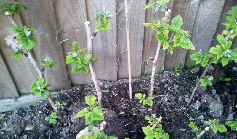 blackberry propagation