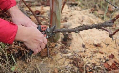 grape pruning