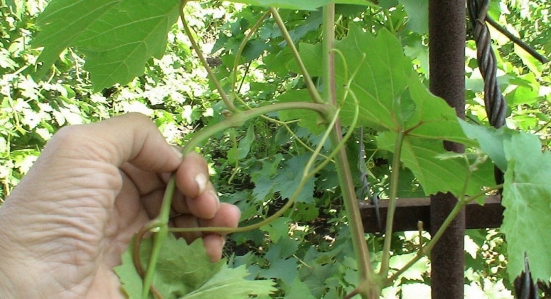 grape pruning