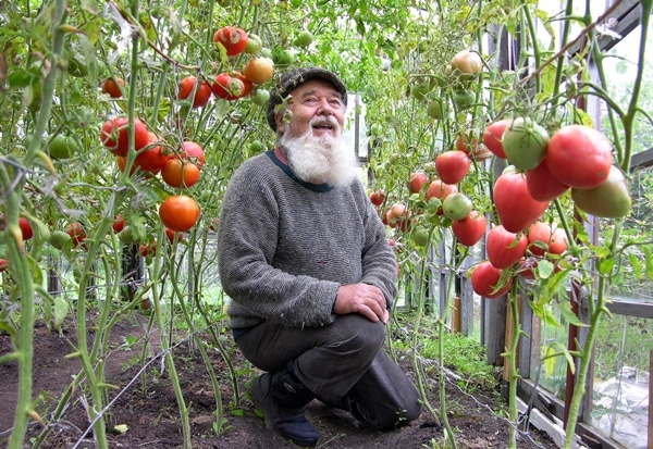 a man sits in a greenhouse with tomatoes