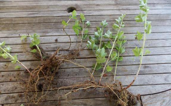 gooseberry propagation