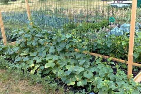 Gurken im Garten