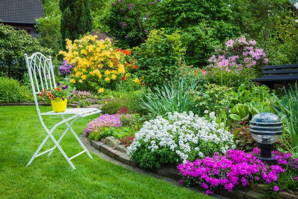 flowers in the garden 