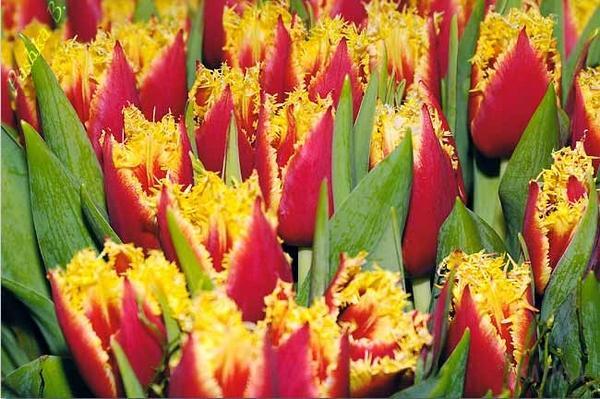 froté tulipány