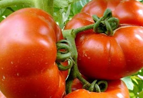 buissons de tomates Paradise Delight