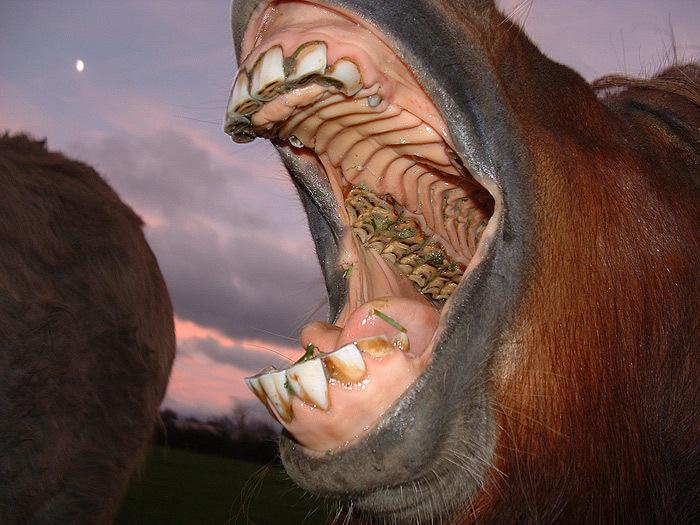 horse teeth