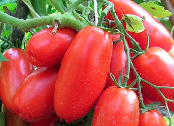 hitsura ng Siberian troika tomato