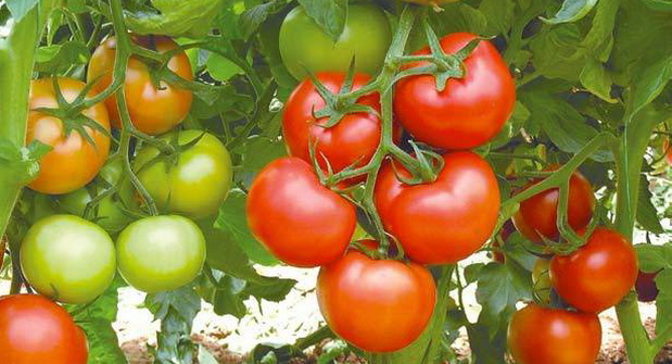 Tomatenernte