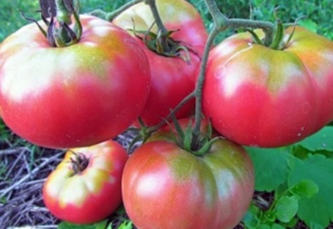 Tomatenbüsche Supergiant Pink F1