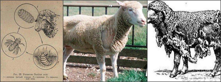Jak ošetřit ovce proti klíšťatům a vši, přípravky a lidové prostředky