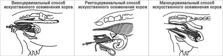 visocervical method of insemination of cows