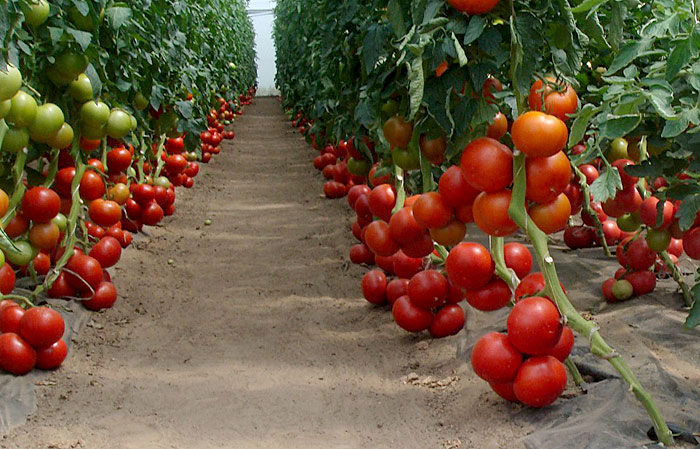 tomatoes in a greenhouse