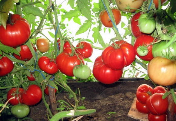 tomato bushes grandma's basket