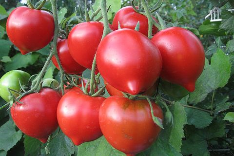 Tomatensorte