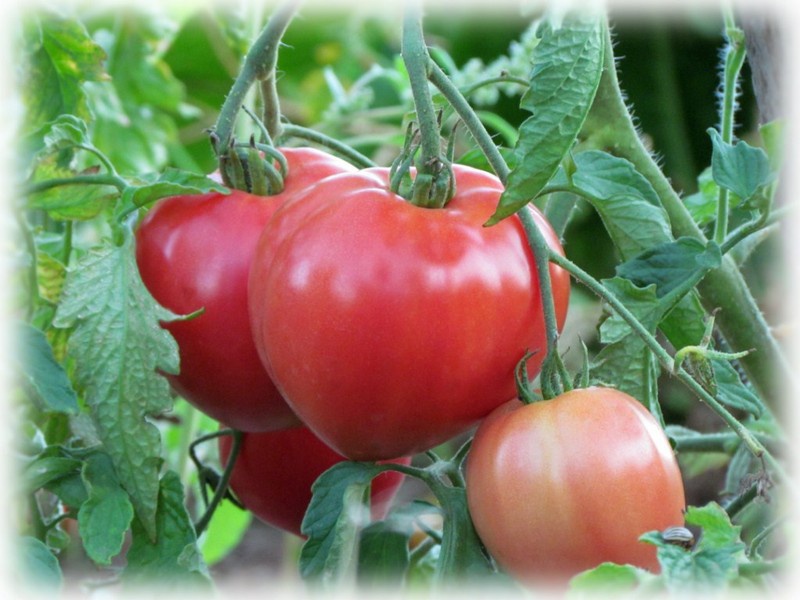 Abakan rajče v zahradě