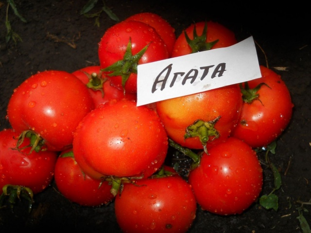 agate tomato