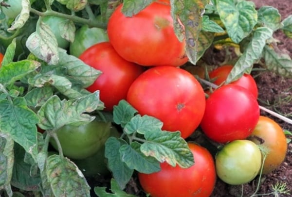 ascetische tomatenstruiken