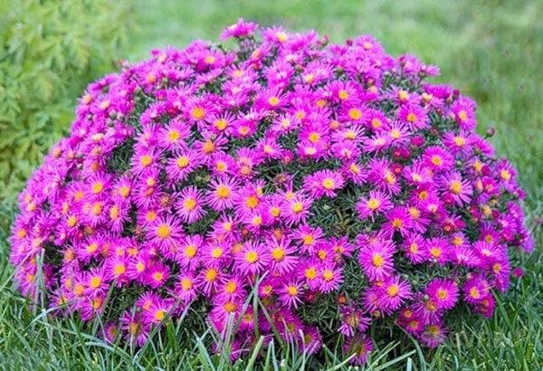 flowers on the field 