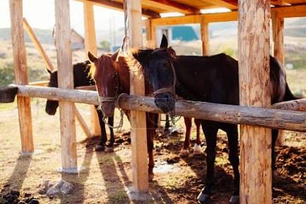 horse stall