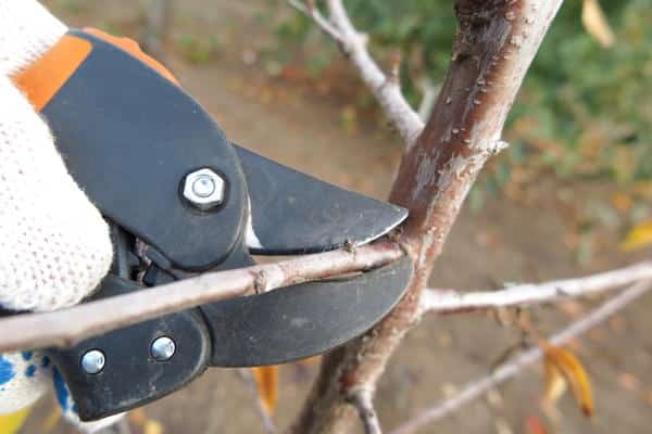 cutting apple tree cuttings