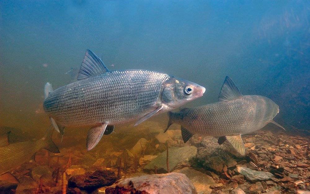 poisson corégone