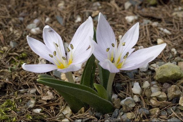 flors al bosc 