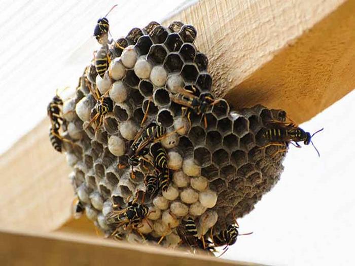 jak se zbavit včel v domě