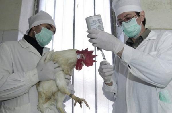 poulet de chair chez le vétérinaire