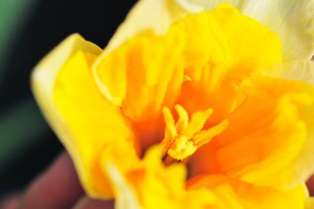 Narcis květinový záhon