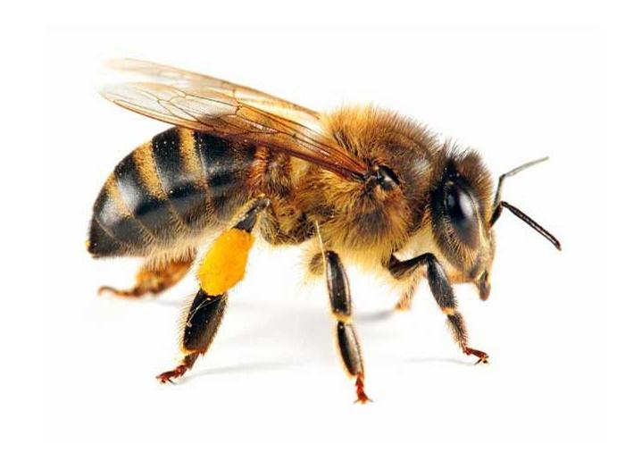 structure of a bee