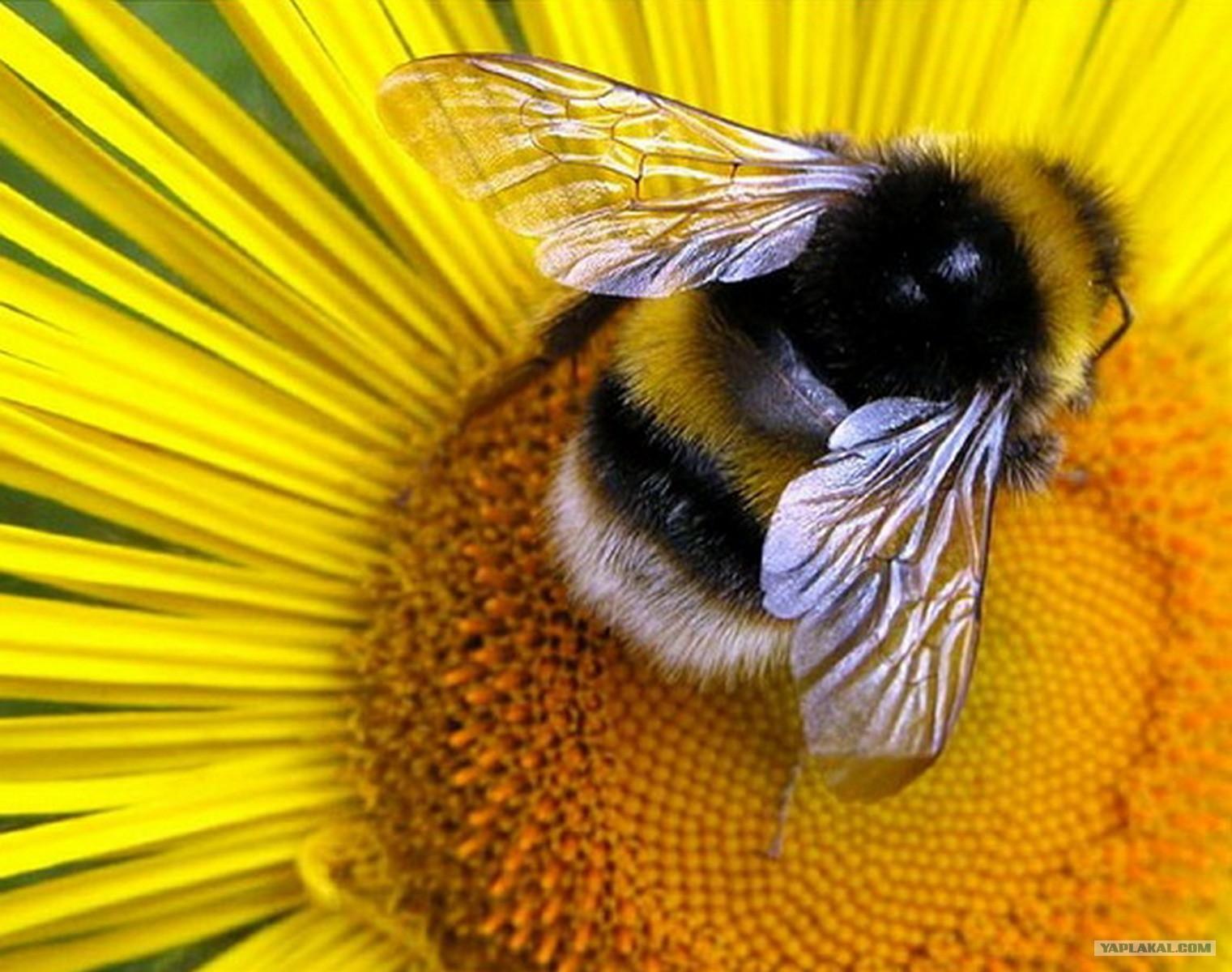 what does a bumblebee look like?