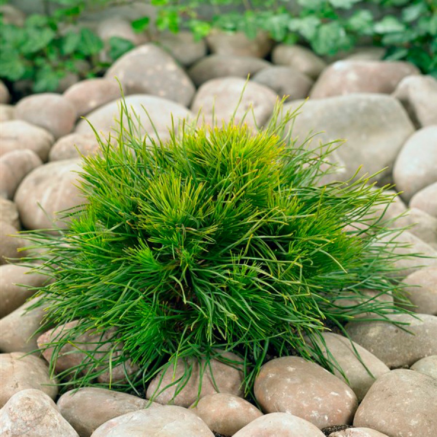 Description and varieties of dwarf pines, care and use in landscape design