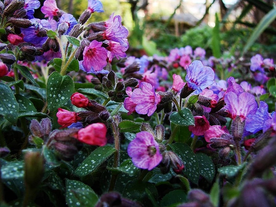 TOP 60 spring primrose flowers with names, descriptions and which ones to choose