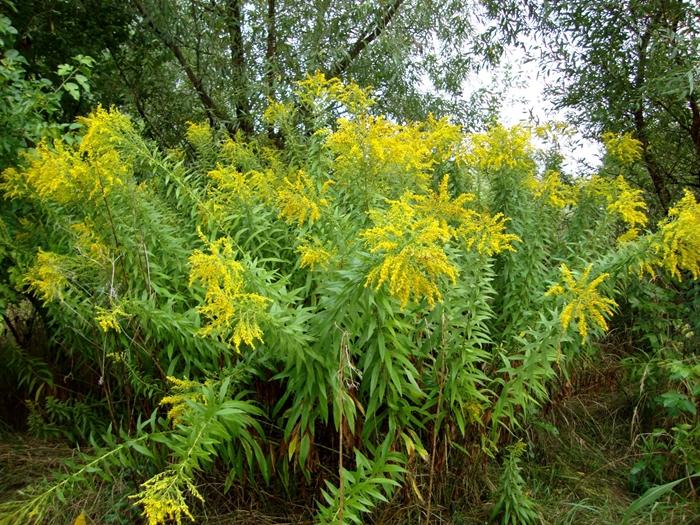 goldenrod