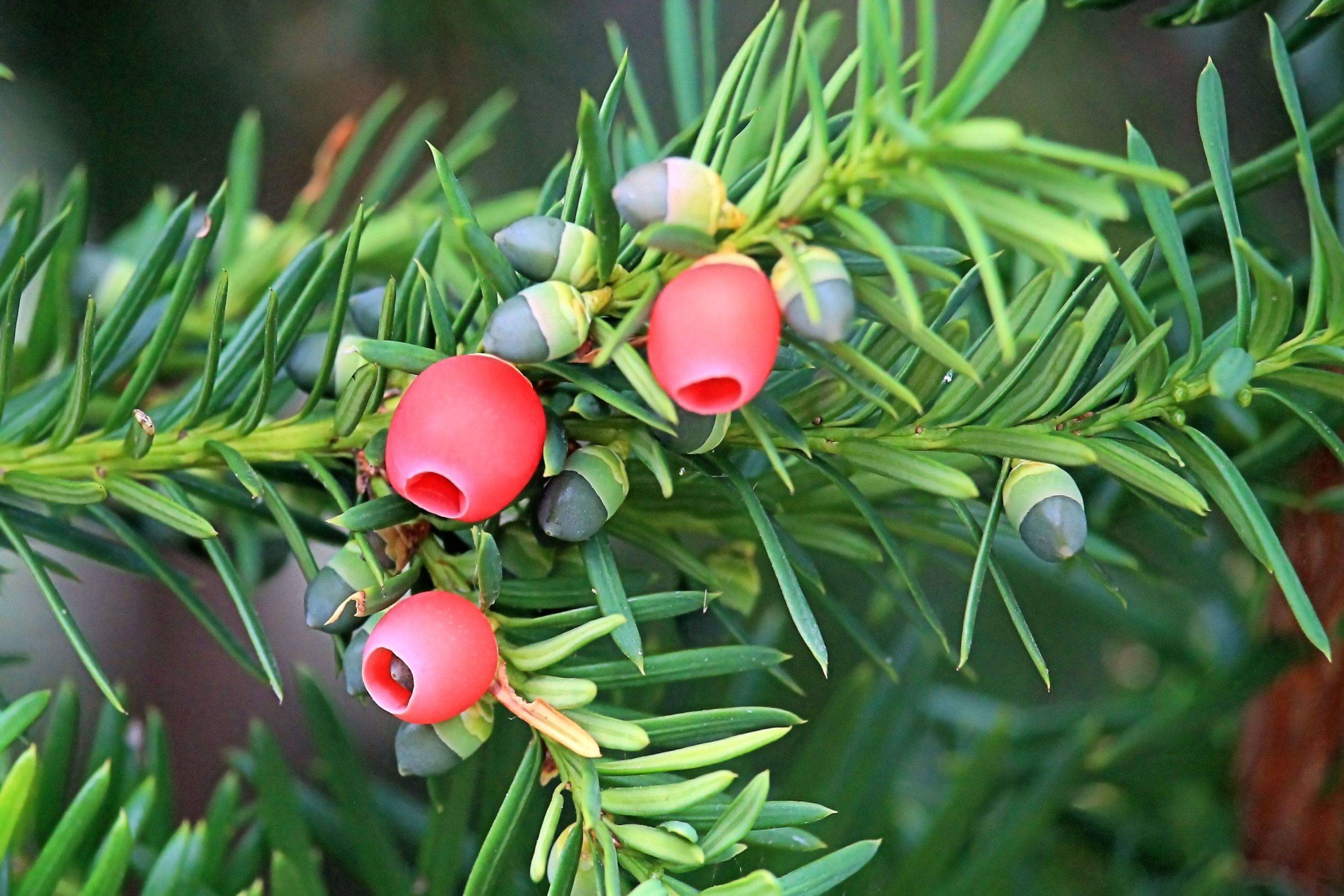 Yew berry photo