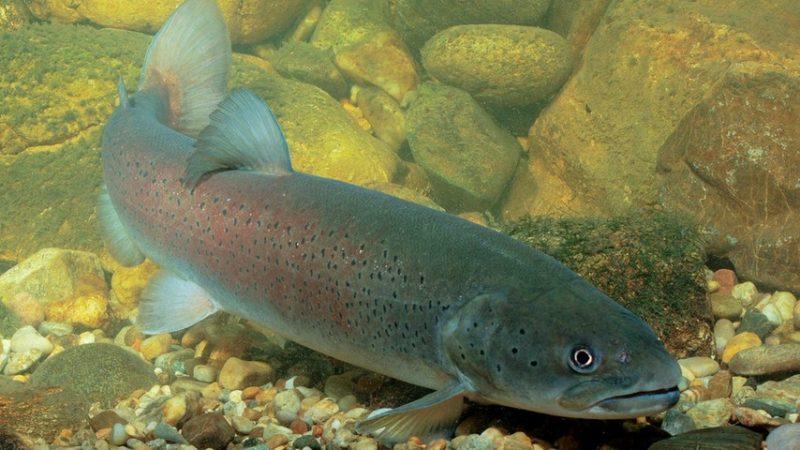 List and description of 39 predatory and herbivorous river fish, their features