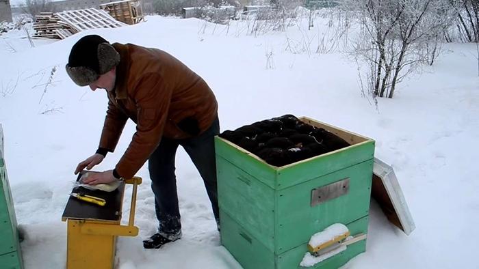 feeding bees