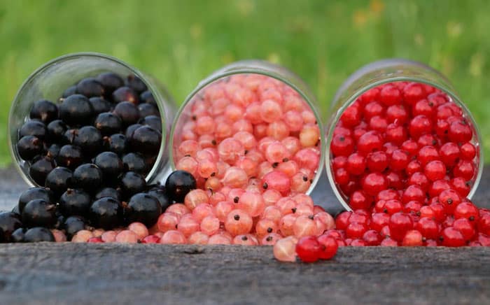 verschiedene Johannisbeeren