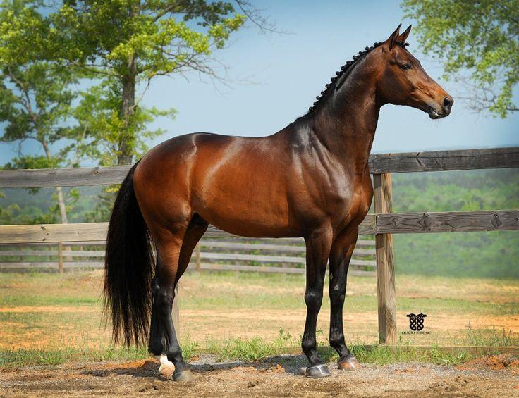 Ράτσα αλόγων Trakehner