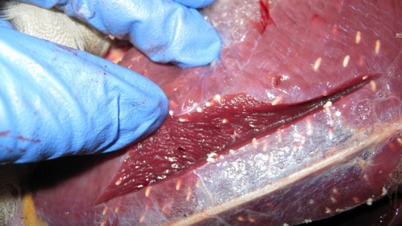 swine trichinosis