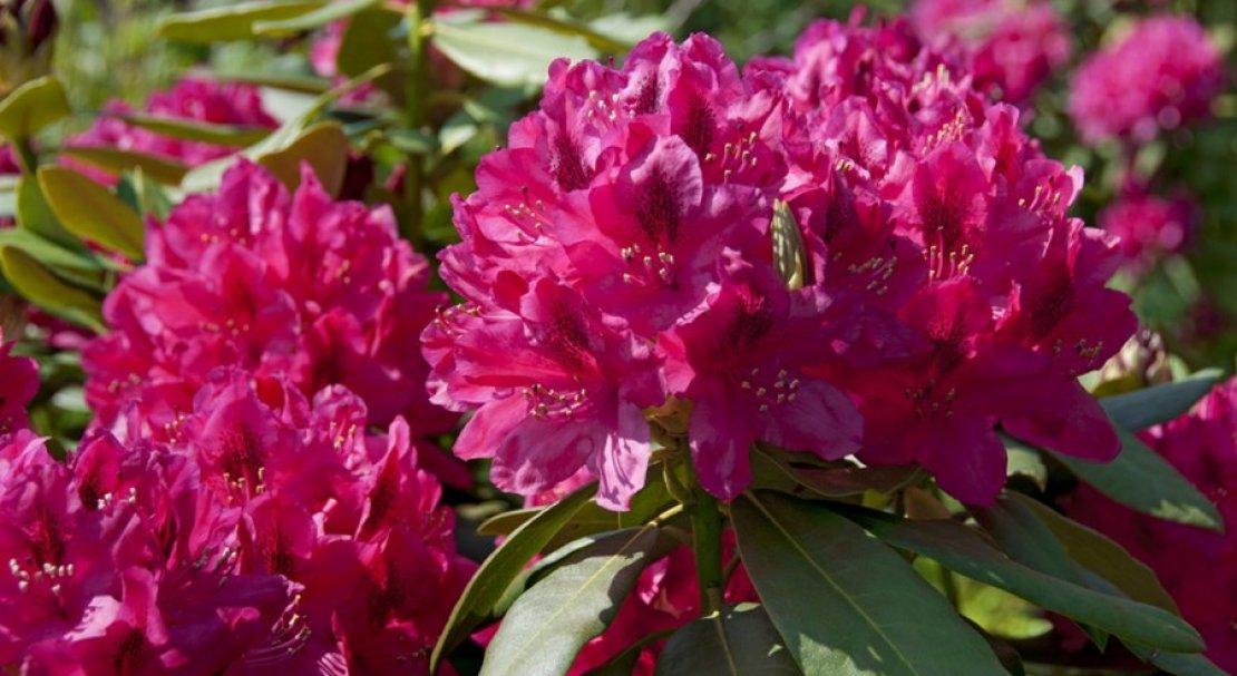 Rhododendron Nova Zembla